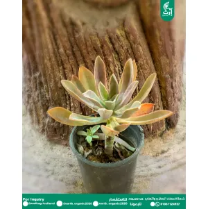 الشبح