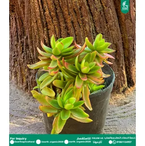 مورجان