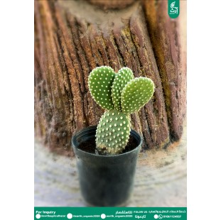 ميكي ماوس 