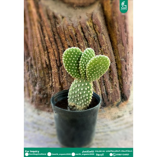 ميكي ماوس 