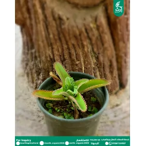 القبعة
