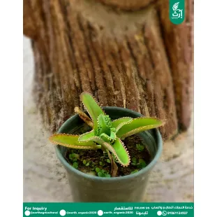 القبعة