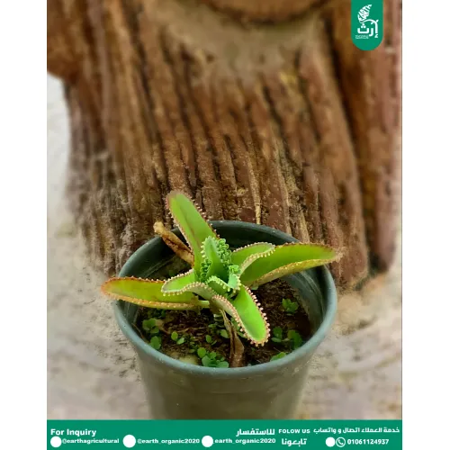 القبعة