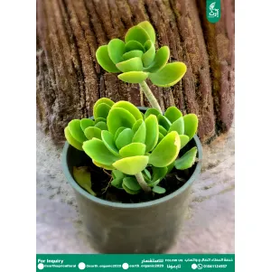 الالماسة