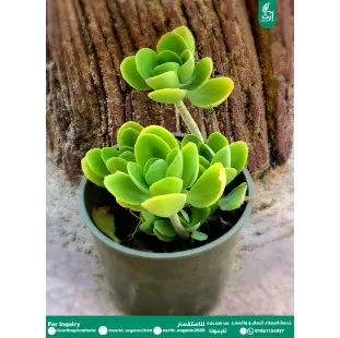 الالماسة