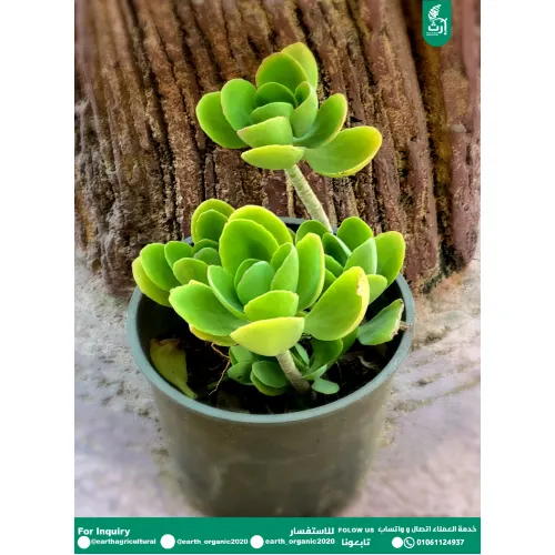 الالماسة