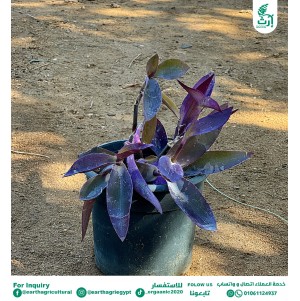 العنكبوت الاحمر