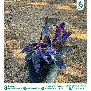 العنكبوت الاحمر