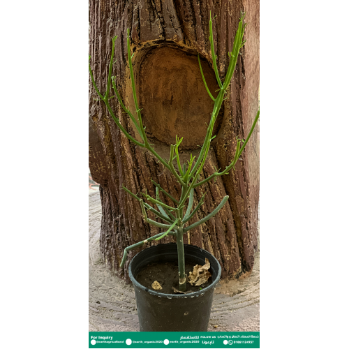 قرن الغزال