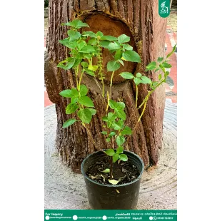 عطر