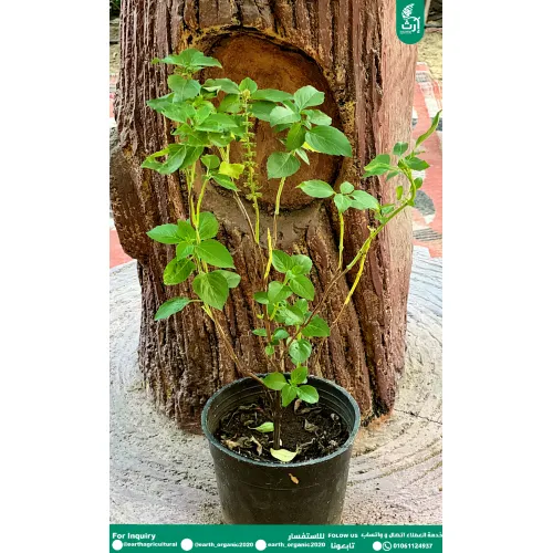 عطر