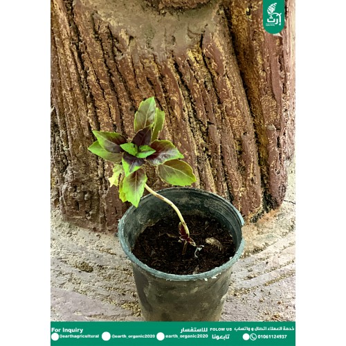 ريحان احمر