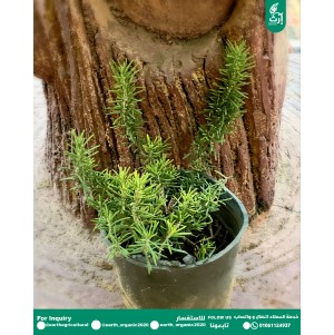روز ماري