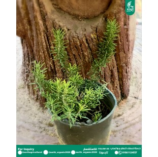 روز ماري