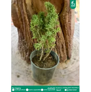 زعتر