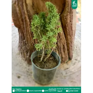 زعتر
