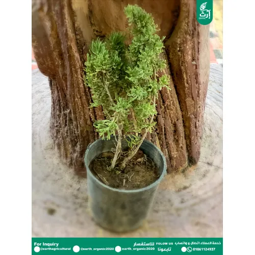 زعتر
