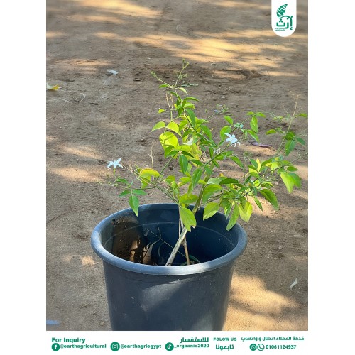 ياسمين بلدي