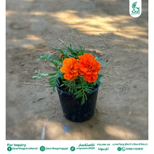قطيفة اورنج