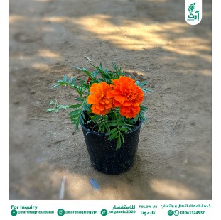 قطيفة اورنج