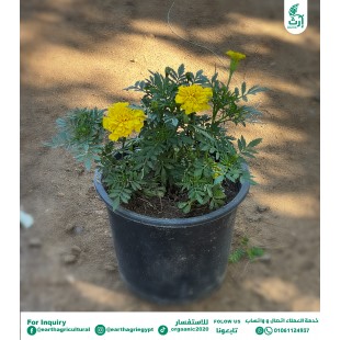 قطيفة اصفر