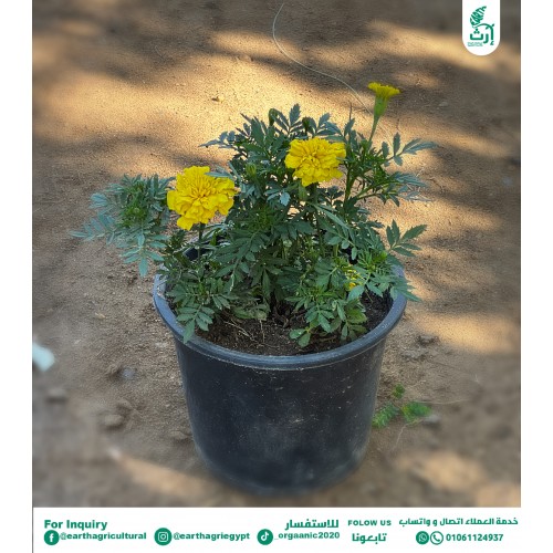 قطيفة اصفر