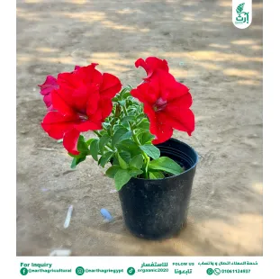 بتونيا احمر