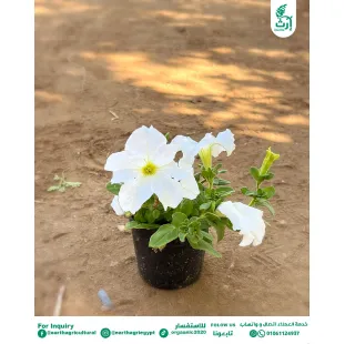 بتونيا ابيض