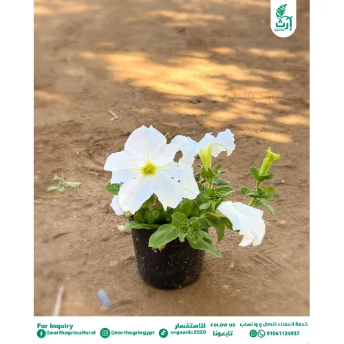 بتونيا ابيض